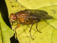 Buskflue neuroctena anilis